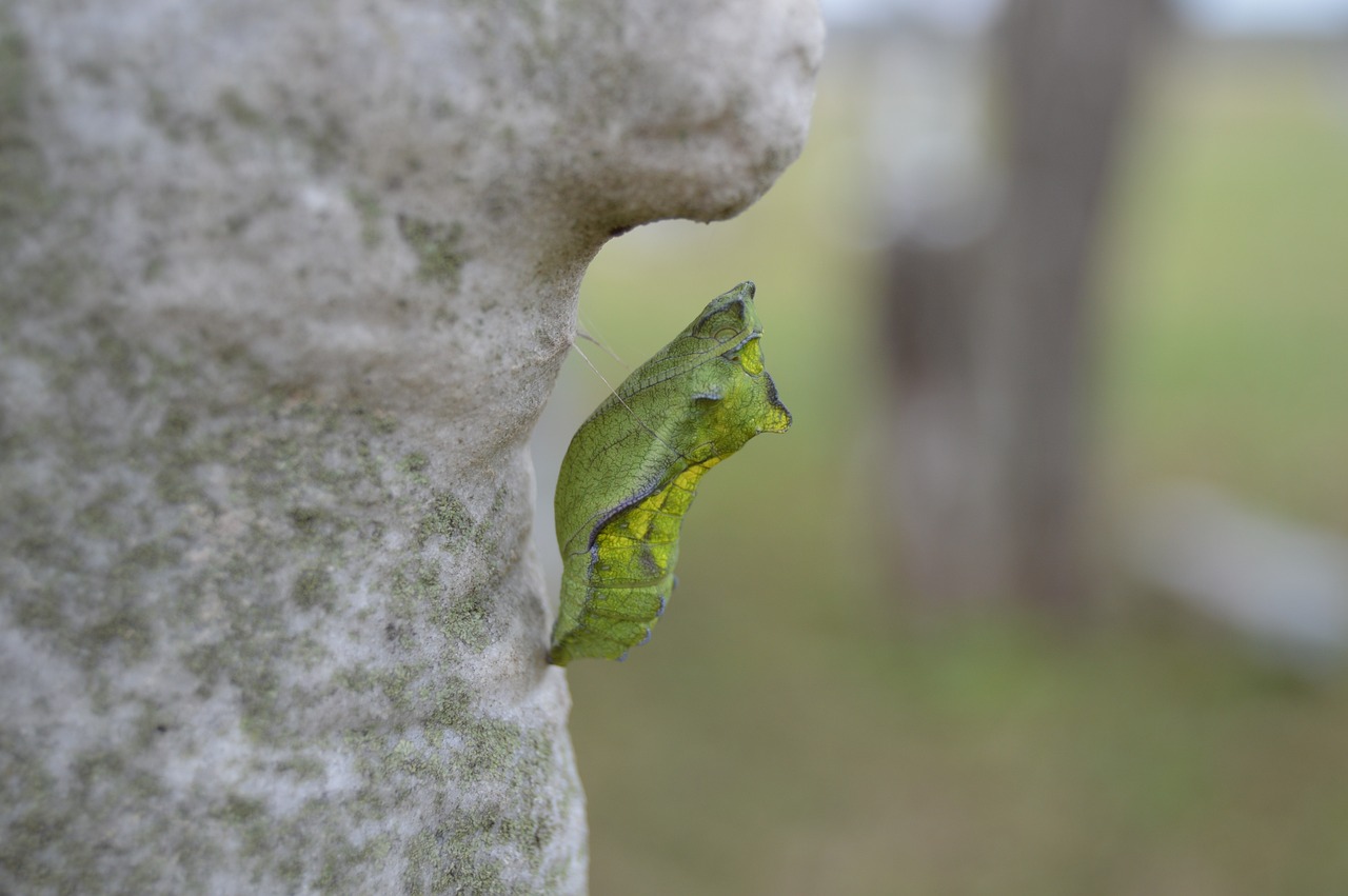 chrysalis, cocoon, insect